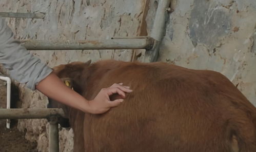 牛羊瘤胃檢查方法包括哪些