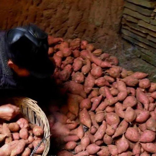 番薯可以采用哪些不同的方法來(lái)儲(chǔ)存