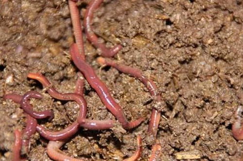 蚯蚓釣鯽魚的方法有哪些