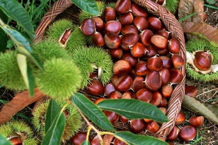 板栗有哪些加工處理方法