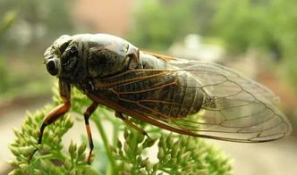 蟬法布爾用了哪些說(shuō)明方法