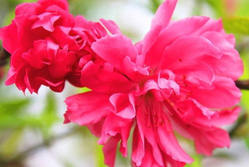 桃樹傳播種子的方法有哪些