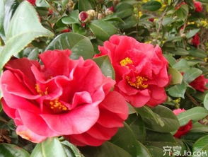 茶花有幾種嫁接方法分別是哪些方法