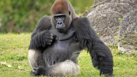 動(dòng)物自衛(wèi)方法有哪些