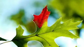 大暑節(jié)氣的養(yǎng)生方法有哪些