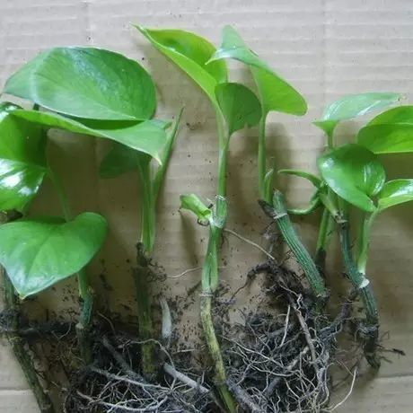 觀賞植物有哪些常見的繁殖方法