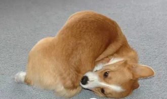 狗檢查有哪些方法