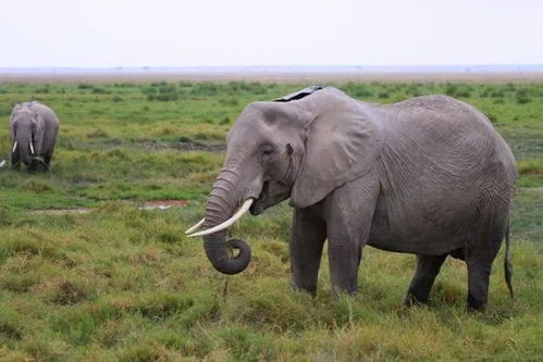 動物有哪些特殊睡覺的方法