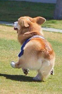 給狗狗斷尾有哪些方法