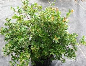 赤楠的養(yǎng)殖方法和注意事項(xiàng)有哪些