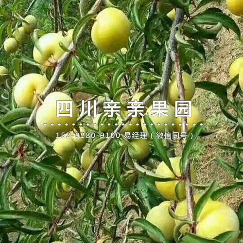 一種嫁接技術(shù)的方法有哪些