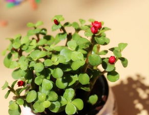 寫一種傳播種子方法有哪些