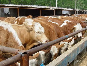 養(yǎng)牛有哪些方法