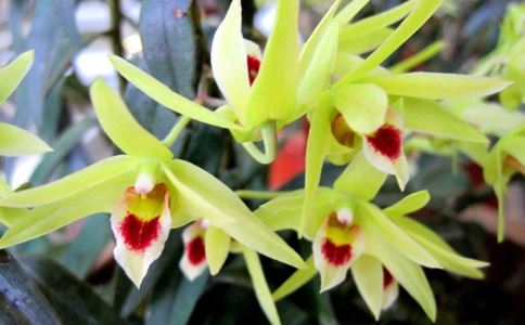 石斛最好的儲(chǔ)存方法有哪些