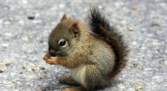 松鼠中運用了哪些說明方法