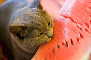 夏天有哪些動物必暑必暑方法是什么