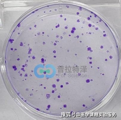 細胞檢測的方法有哪些
