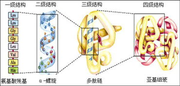 測(cè)蛋白質(zhì)含量都有哪些方法有哪些方法