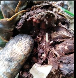 糧倉殺蟲方法有哪些