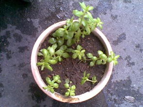 哪些治感冒的土方法