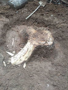 有哪些方法壯樹(shù)根