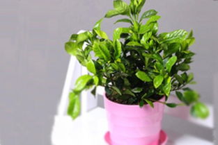 桅子的養(yǎng)殖方法和注意事項(xiàng)有哪些