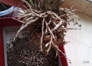 讀了養(yǎng)花你學會了哪些養(yǎng)花的方法