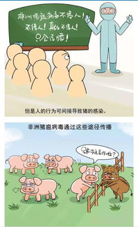 非洲豬瘟有哪些治療方法和預(yù)防