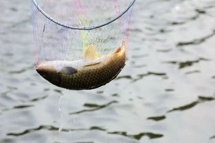 魚(yú)字方法有哪些