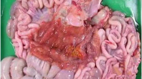 動物寄生蟲病診斷方法有哪些