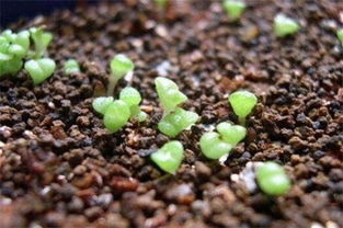 常用播種方法有哪些