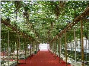 設(shè)施園藝的栽種方法有哪些