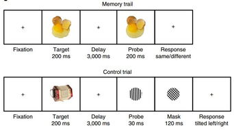 工作記憶研究方法有哪些