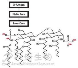 質(zhì)粒常用的抽提方法有哪些