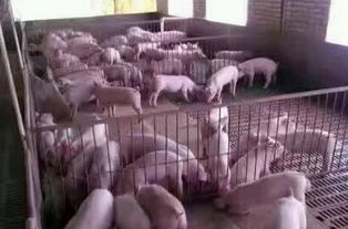 豬場化學(xué)消毒的方法有哪些