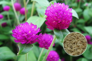 千日紅播種時(shí)間和方法有哪些