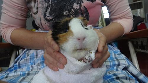 哪些動物的治病方法