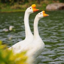 鵝要吃我了鵝要咬死我了用了哪些描寫方法