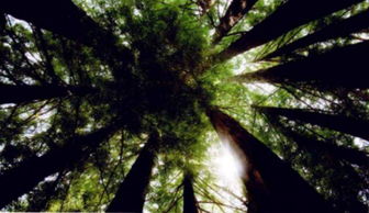 觀察樹木時(shí)能使用哪些方法有哪些