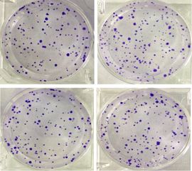 細(xì)胞實(shí)驗(yàn)的方法有哪些