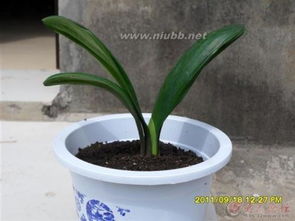 植物資源保護(hù)的方法有哪些方法有哪些方法