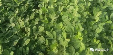 花生播種前種子處理方法有哪些