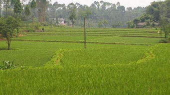 果園灌溉方法有哪些