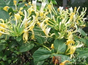 大動(dòng)脈炎的中藥調(diào)理方法有哪些