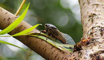 蟬這篇文章哪些句子運(yùn)用了說明方法
