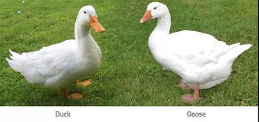 鴨子斷嘴有哪些方法