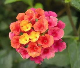 五色梅盆栽修剪有哪些常見方法