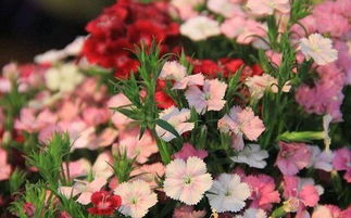 花卉分生繁殖的方法有哪些