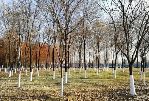 樹過冬的方法有哪些