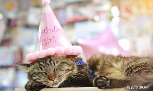 通過(guò)哪些方法知道動(dòng)物的齡